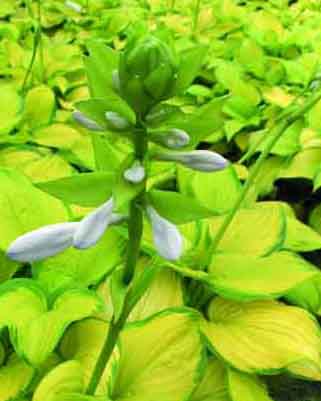 hosta-staind-glass1-2