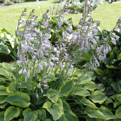 hosta-sweet-home-chicago