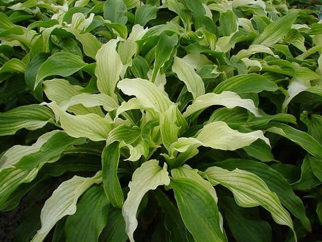 hosta-white-feather