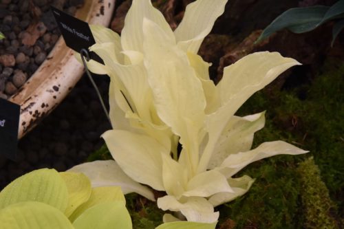 hosta-white-feather_2452