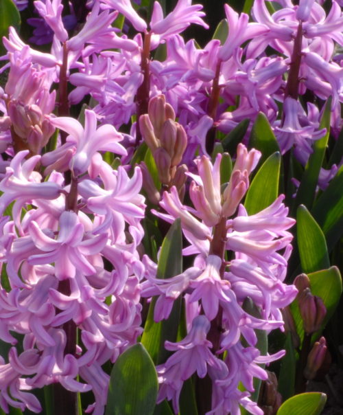 Hyacinth Anna Liza-1977_0050