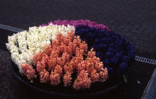 Hyacinth Bowl-591