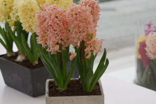 Hyacinth Gipsy Queen_0954