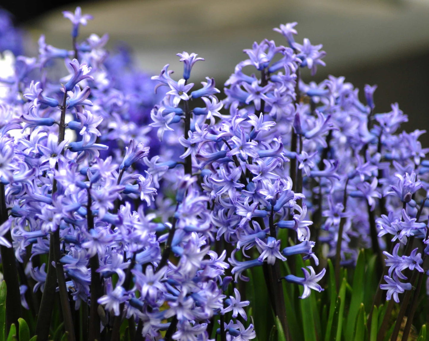Hyacinth Multiflora Blue