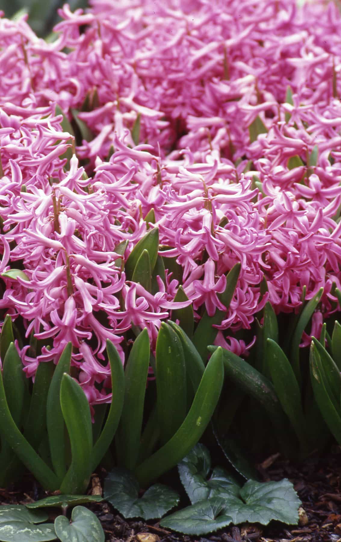 Hyacinth Multiflora Pink Pearl