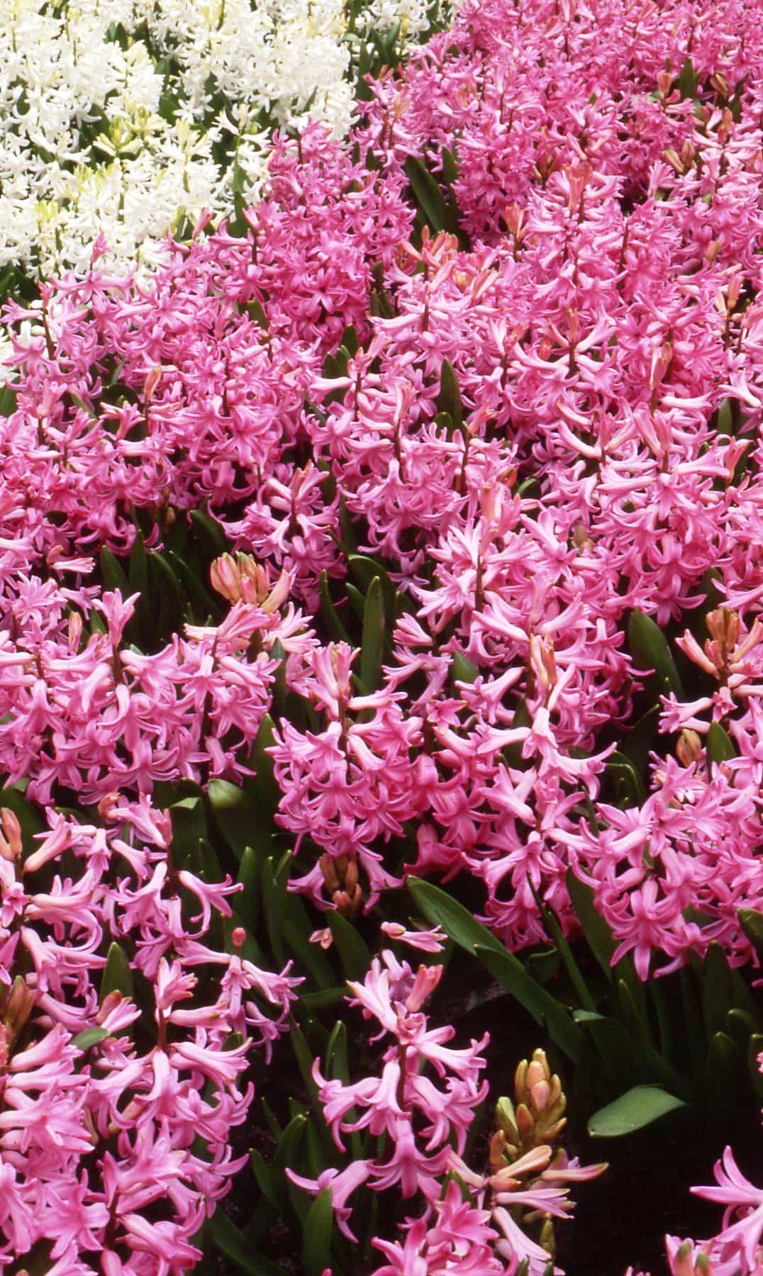 Hyacinth Multifora Pink Pearl