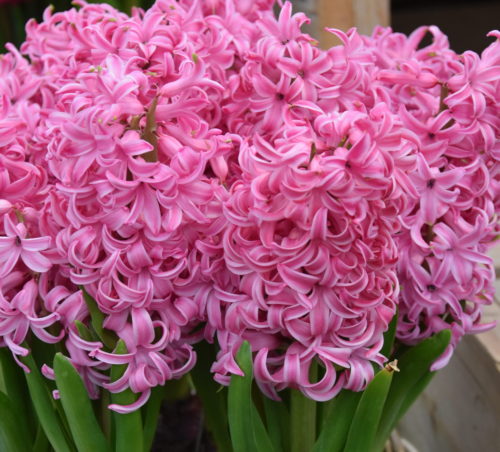 Hyacinth Pink Pearl_5248