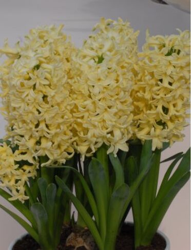 Hyacinth Yellowstone_0613