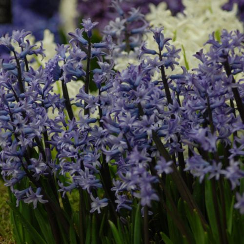 Hyacinth orientalis (2)