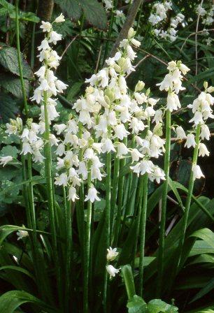 Hyacinthoides hispanica-Alba