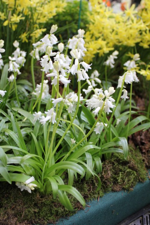 Hyacinthoides non-scripta Alba_8588 (2)