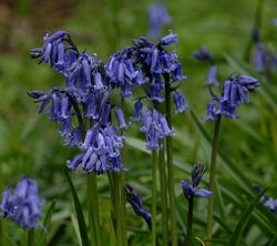 Hyacinthoides non-scripta
