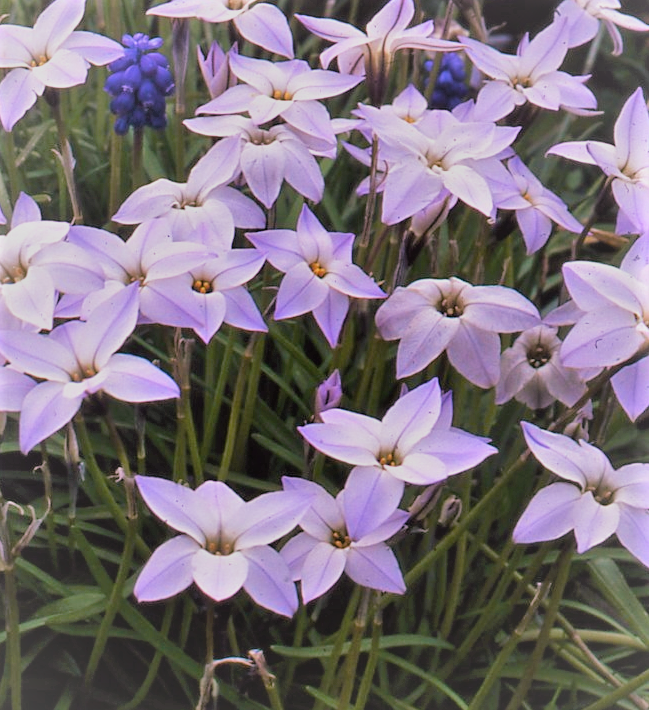 Ipheion Uniflorum