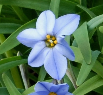 Ipheion Wisley Blue