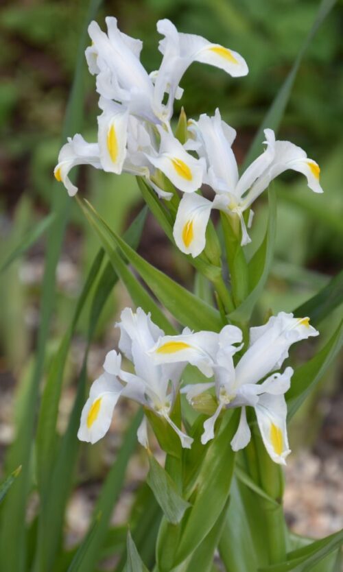 Iris-hoogiana_0473-2-600×1001