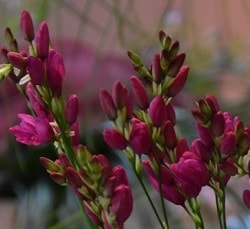 Ixia Venus