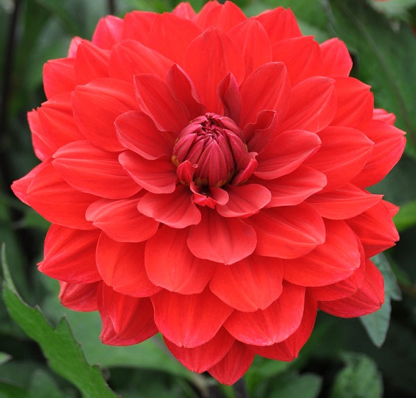 Karma Amora dahlia