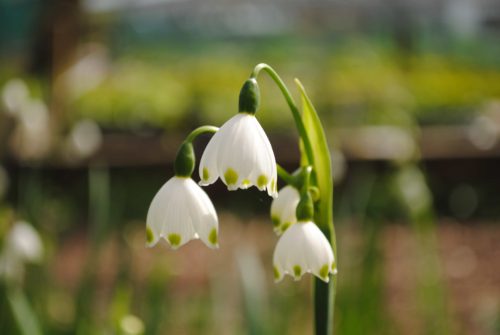 Leucojum aestivum Gravetye Giant