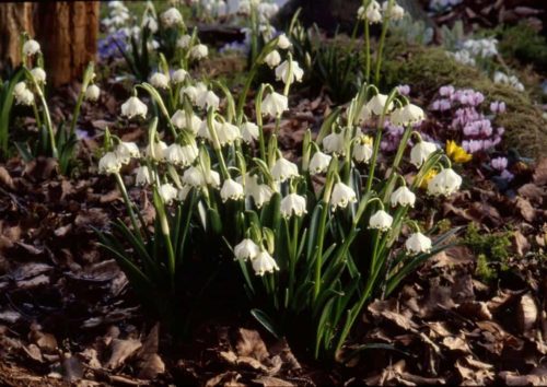 Leucojum vernum