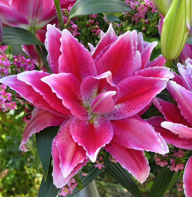 Lilium Doria-double-oriental-hybrid-5-internet