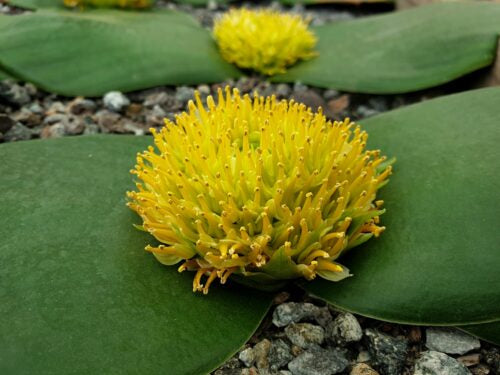 Massonia citrina ff
