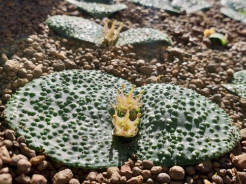 Massonia echinata f
