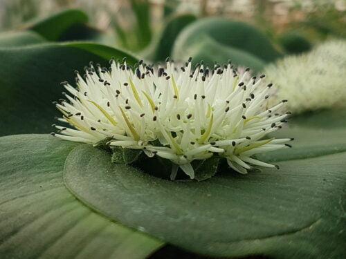 Massonia hirsuta f