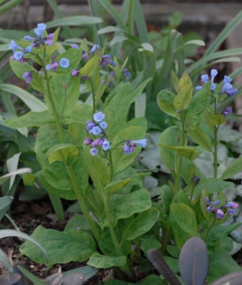 Mertensia virginica_0499.13th April (1) – Copy