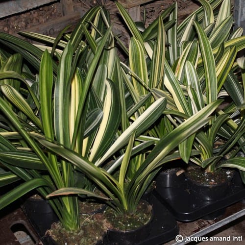 Miniata-Variegated-Foliage-Form
