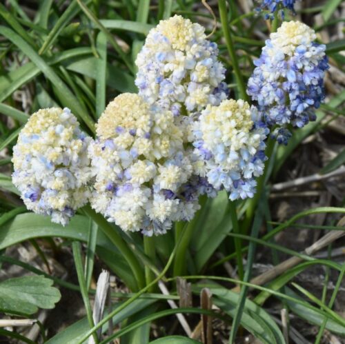 Muscari-Double-Beauty_5093-2-768×766