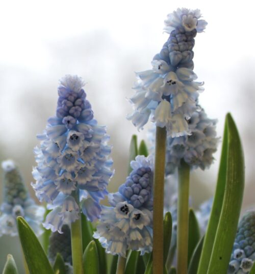 Muscari-azureum_8286-3-e1532612752290-768×827