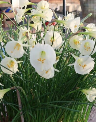 Narcissi-arctic-bells