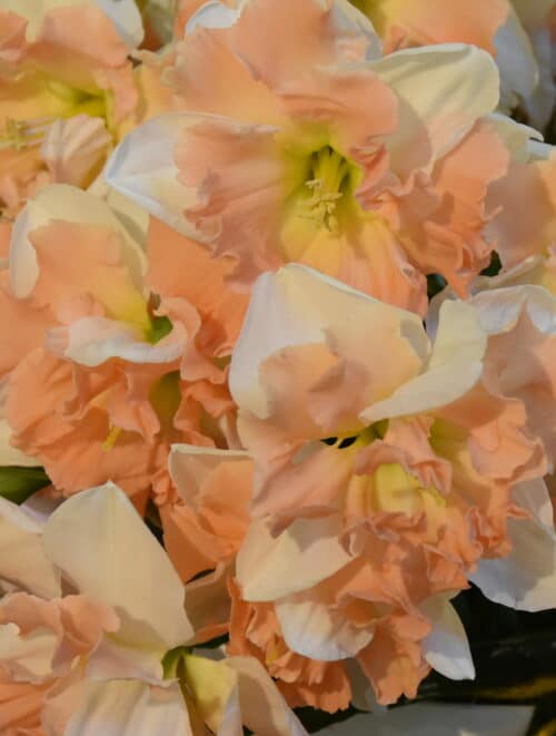 Narcissus Apple Pie – p.pen_0118
