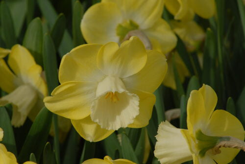 Narcissus Avalon_0236