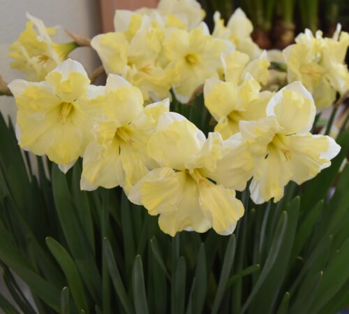 Narcissus Cassata_1832