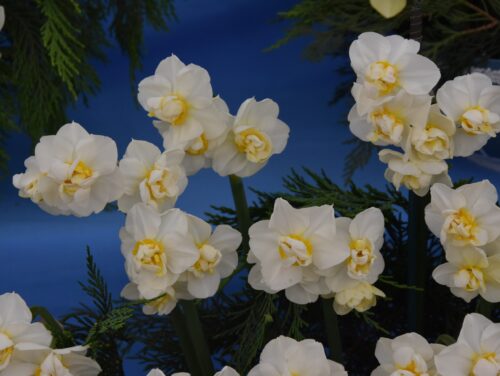 Narcissus Cheerfulness_2190 (1)
