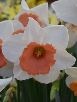 Narcissus Chromacolor_0881 (2)