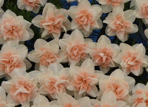 Narcissus Delnashaugh_2168 (2)