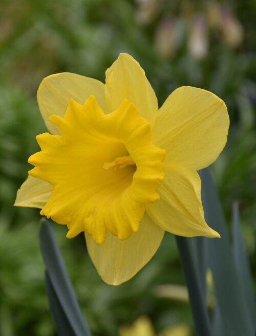 Narcissus Dutch Master_0276 (3)