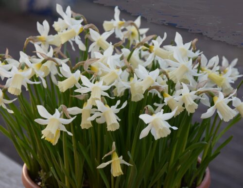 Narcissus Elka_3423 (1)