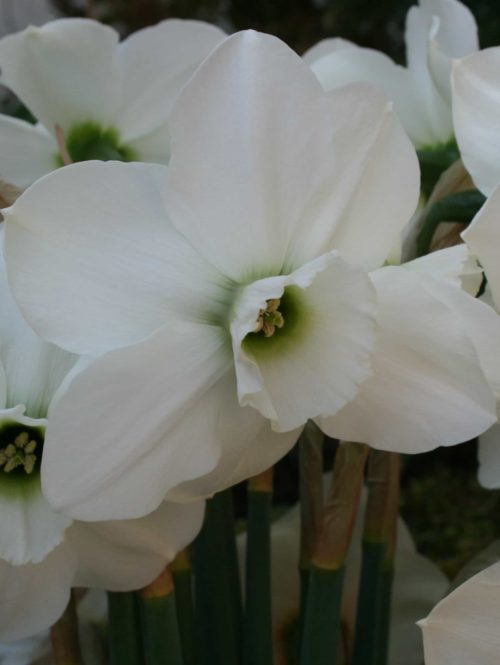 Narcissus Emerald Green -2564 (1)