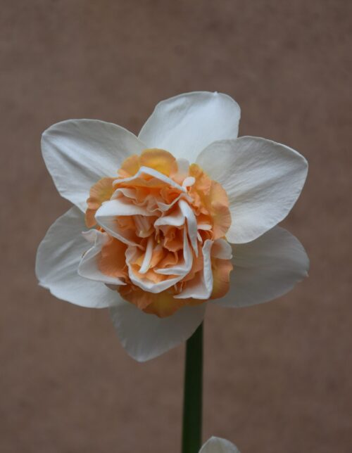 Narcissus Extravaganza_3551 (1)