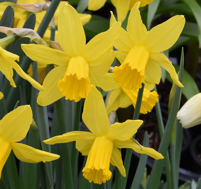 Narcissus February Gold sq