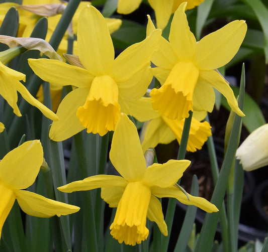 Narcissus February Gold sq