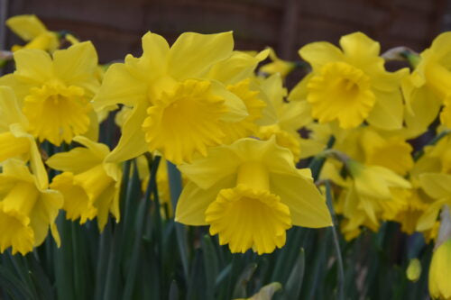 Narcissus Golden Harvest_1028 (4)