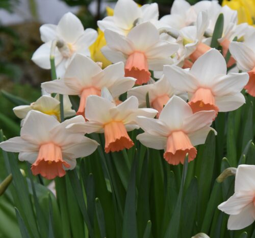 Narcissus Iwona_6860 (2)