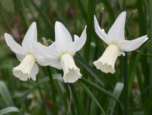Narcissus Jenny_9566 (6)