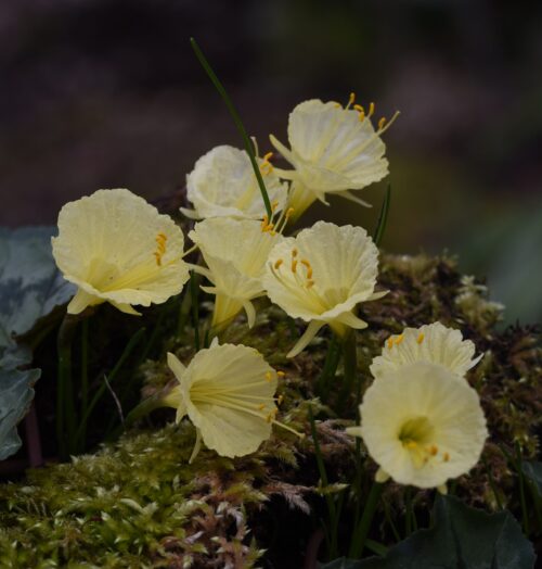 Narcissus Julia Jane_2839 (7)
