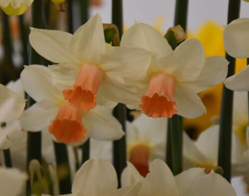 Narcissus Kaydee-DSC_3023 (2)