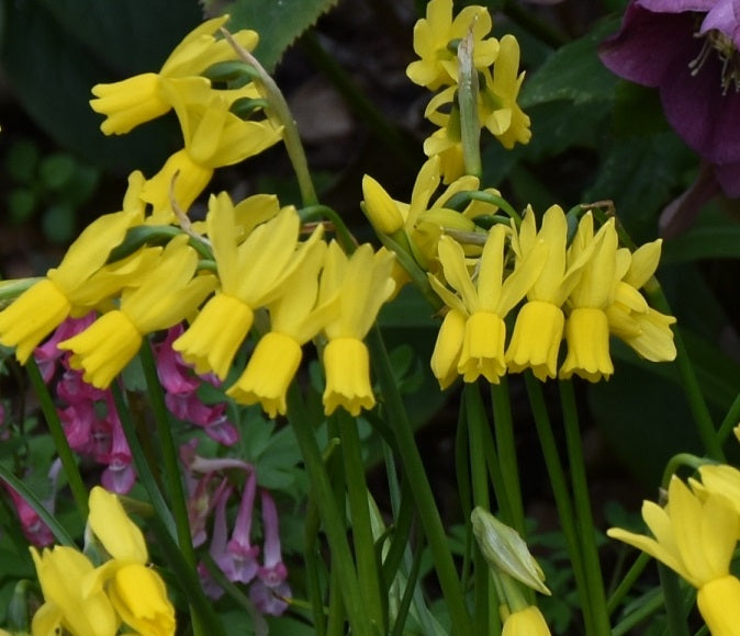 Narcissus ‘Little Emma’ sq